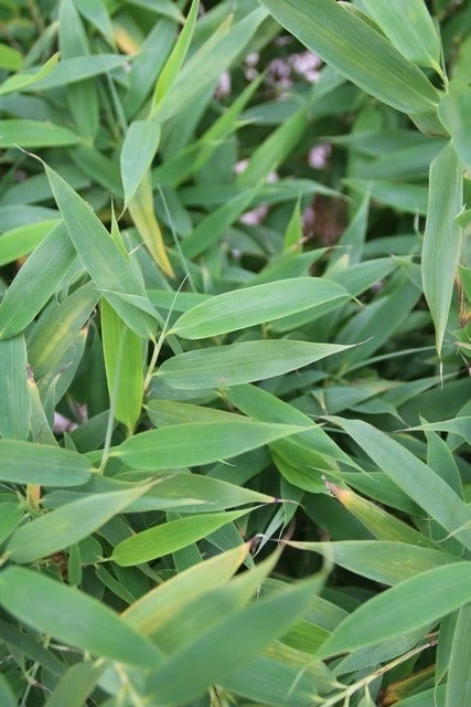 Niet Woekerende Bamboe (Fargesia Murieliae 'Simba') - Afbeelding 7