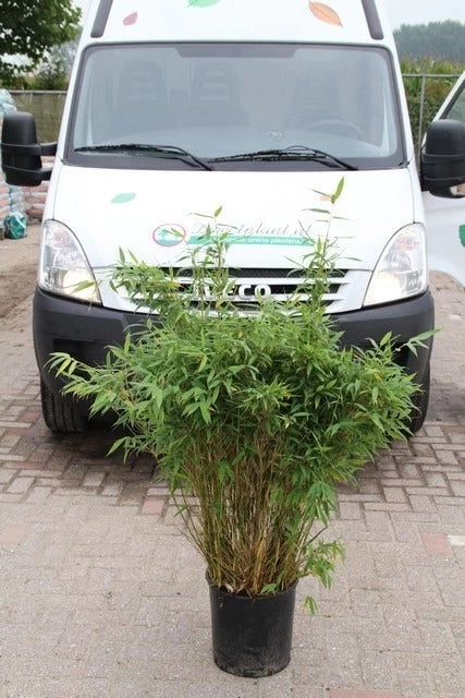 Niet Woekerende Bamboe (Fargesia Murieliae 'Simba') - Afbeelding 13