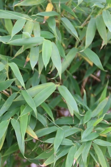 Niet Woekerende Bamboe (Fargesia Murieliae 'Simba') - Afbeelding 6