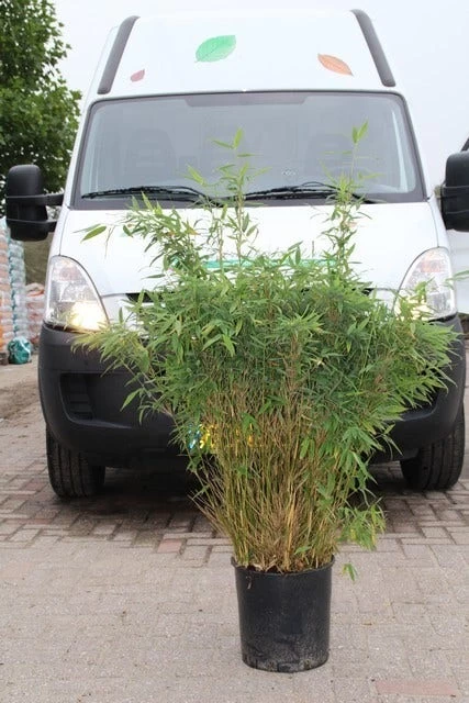 Niet Woekerende Bamboe (Fargesia Murieliae 'Simba') - Afbeelding 14