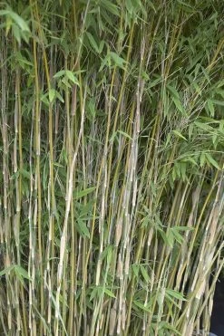 Bamboe (Fargesia Nitida 'Nymphenburg')