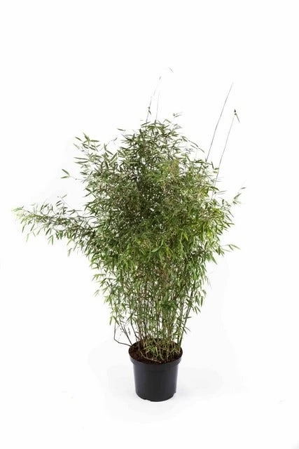 Niet Woekerende Bamboe (Fargesia 'Jiuzhaigou') - Afbeelding 9