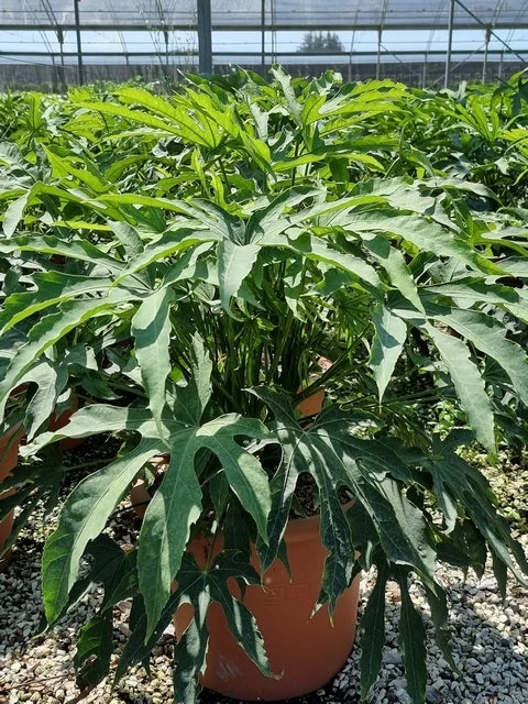 Vingerplant (Fatsia Polycarpa 'Green Fingers') - Afbeelding 2