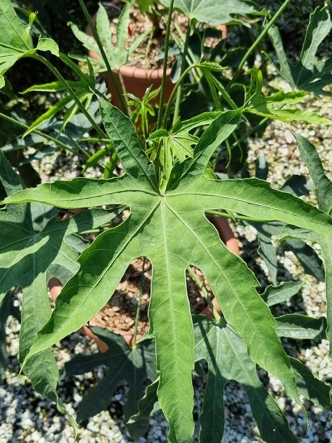 Vingerplant (Fatsia Polycarpa 'Green Fingers') - Afbeelding 3