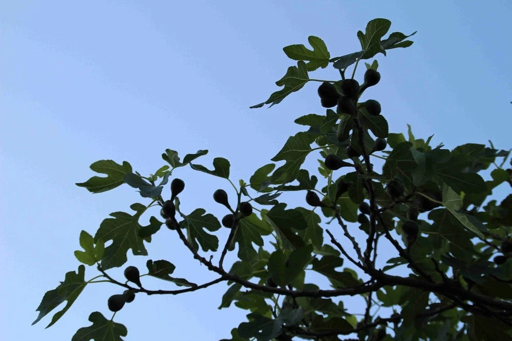 Vijg Op Stam (Ficus Carica) - Afbeelding 9