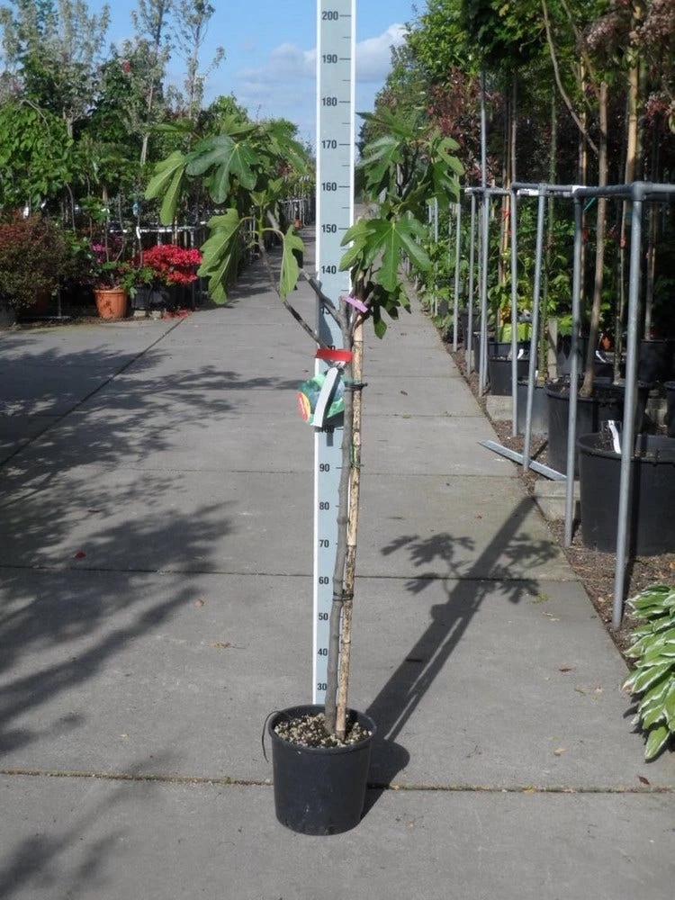 Vijg Op Stam (Ficus Carica) - Afbeelding 8