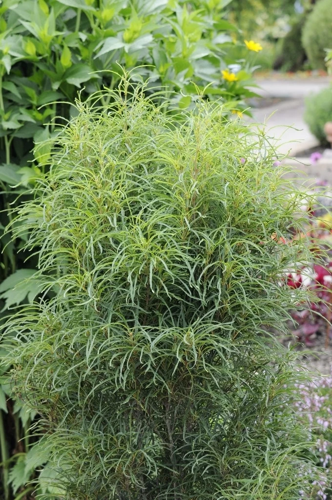 Smalbladige Vuilboom (Frangula Alnus 'Fine Line') - Afbeelding 2