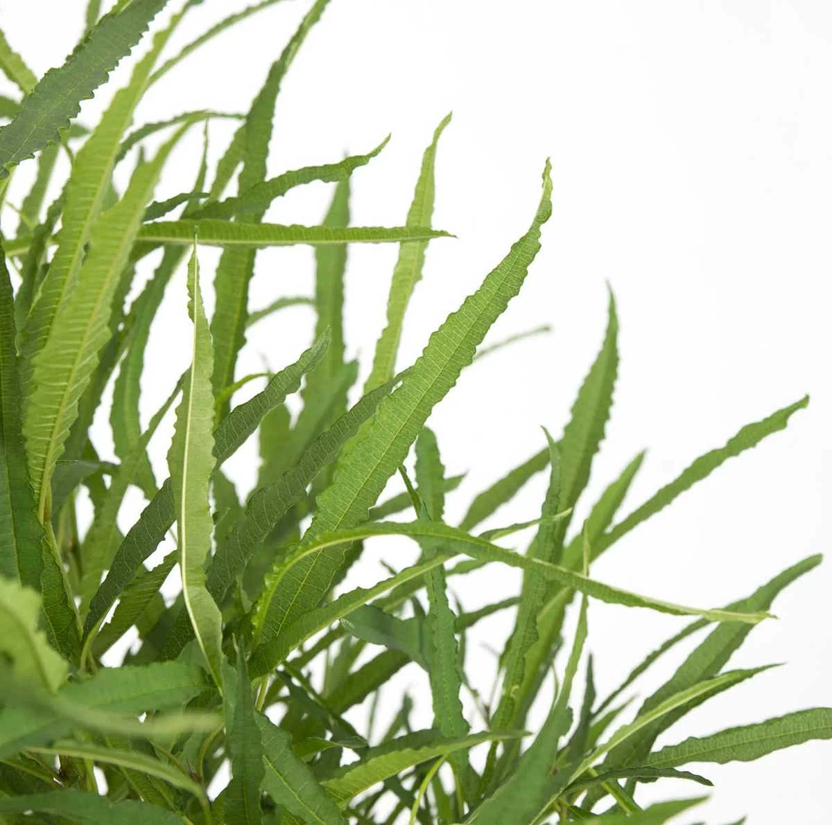 Smalbladige Vuilboom (Frangula Alnus 'Fine Line')