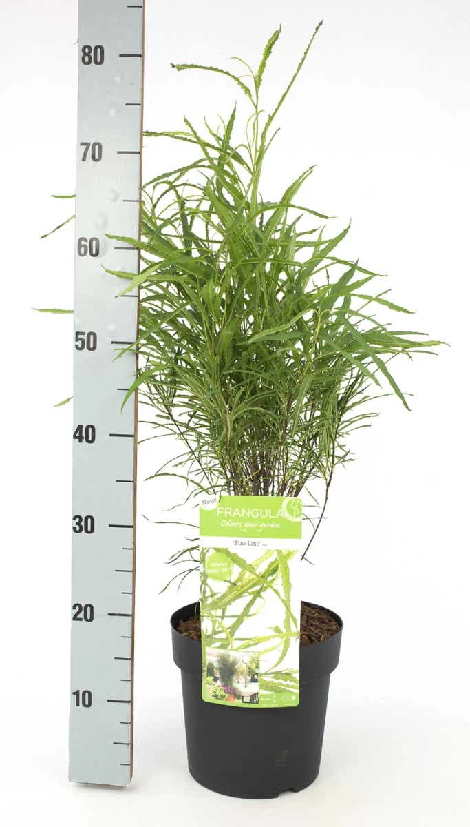 Smalbladige Vuilboom (Frangula Alnus 'Fine Line') - Afbeelding 3