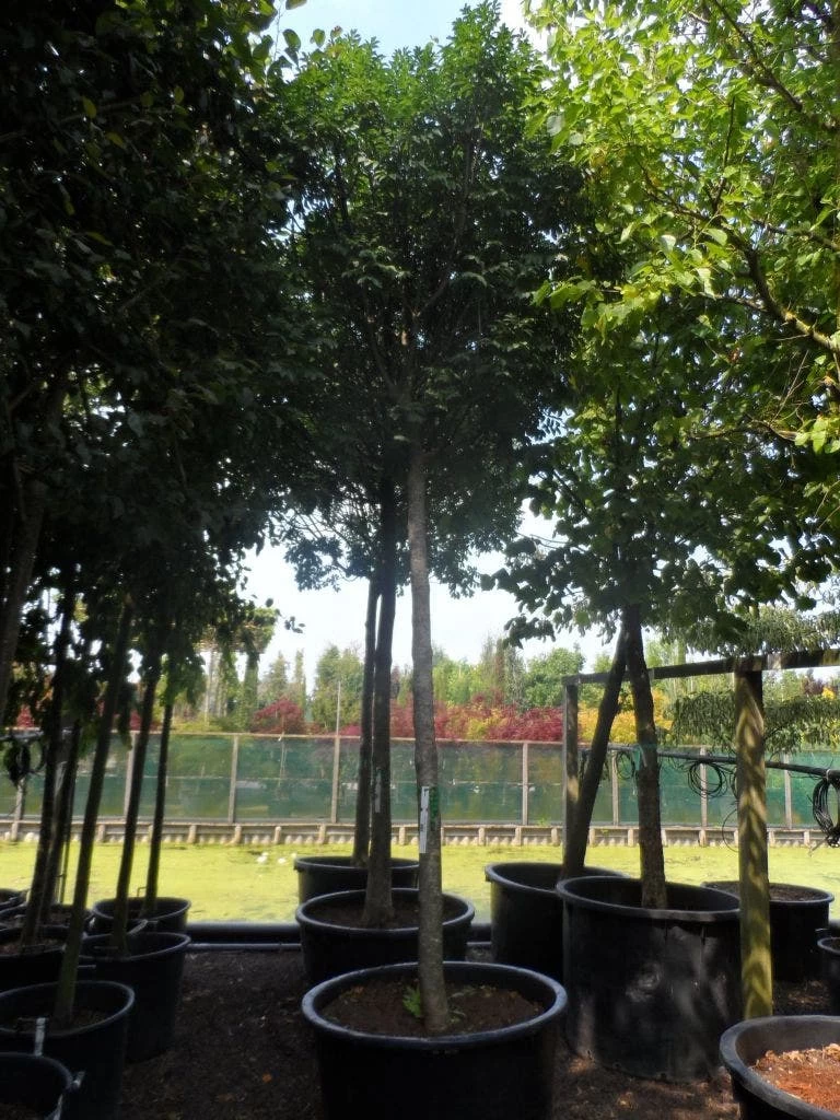 Pluim Es (Fraxinus Ornus 'Meczek') - Afbeelding 4