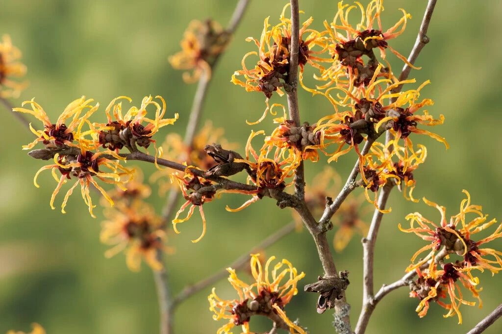 Toverhazelaar (Hamamelis Intermedia 'Orange Beauty') - Afbeelding 2