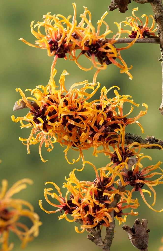 Toverhazelaar (Hamamelis Intermedia 'Orange Beauty') - Afbeelding 3