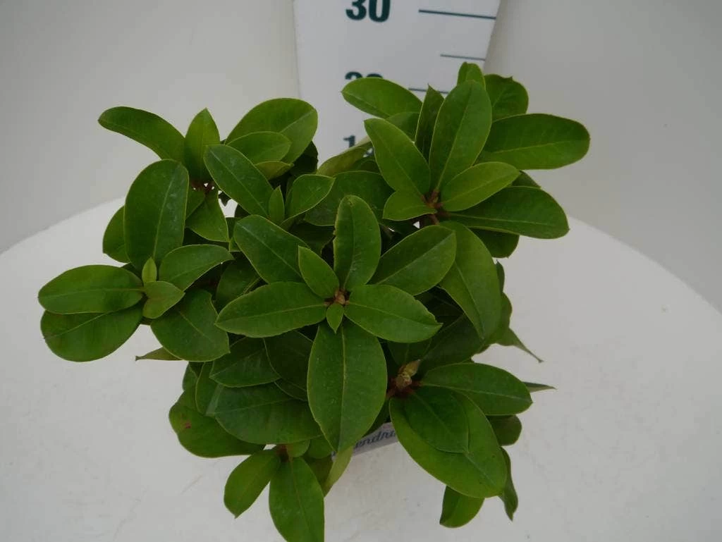 Rhododendron (Rhododendron 'Germania') - Afbeelding 5