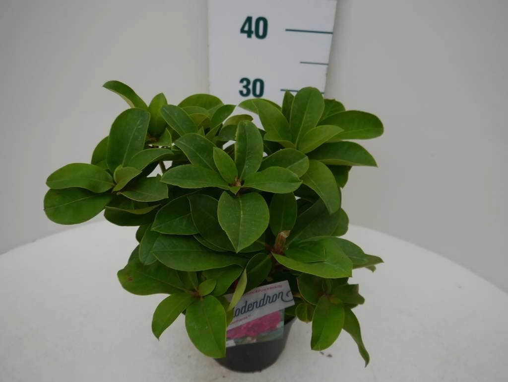 Rhododendron (Rhododendron 'Germania') - Afbeelding 4