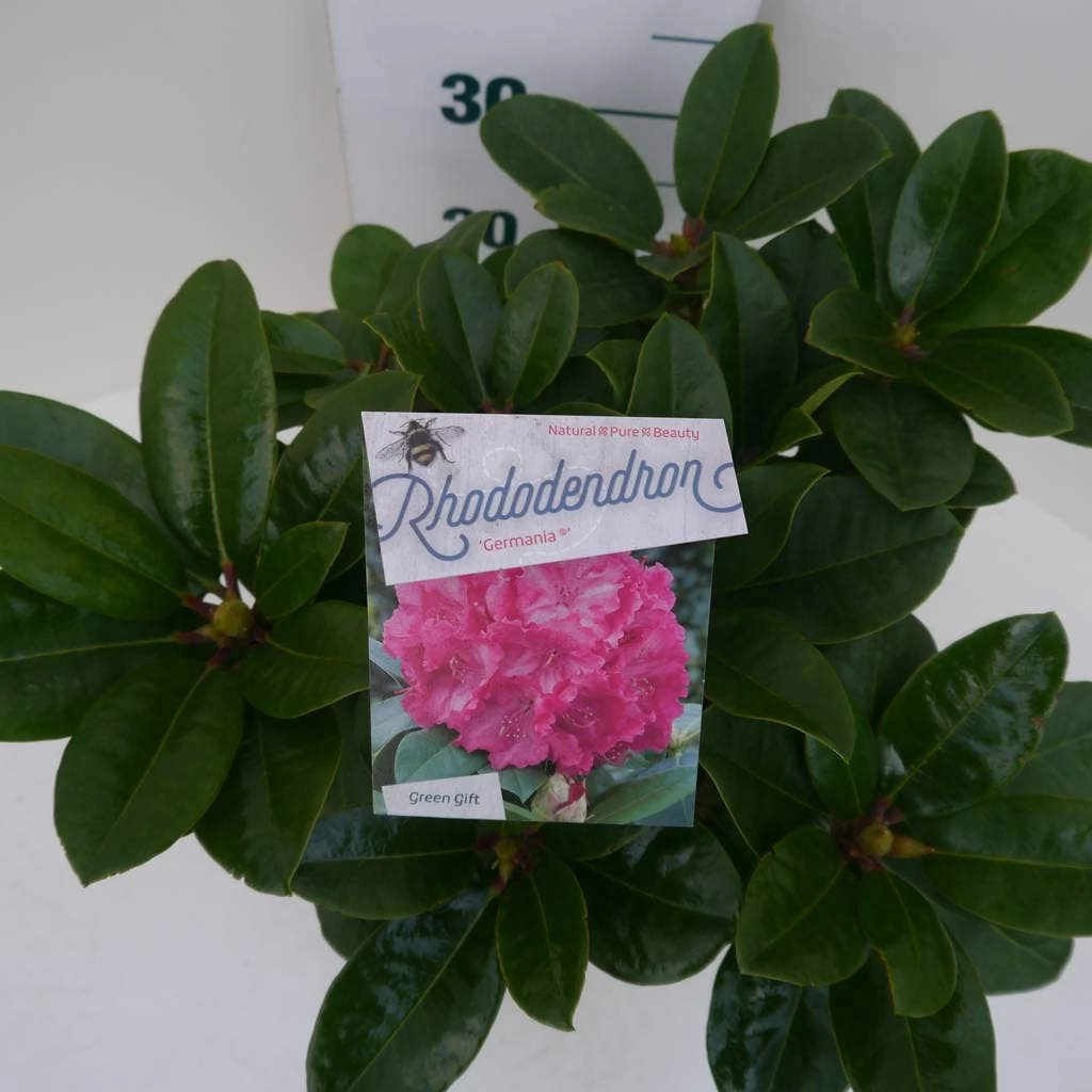 Rhododendron (Rhododendron 'Germania') - Afbeelding 6