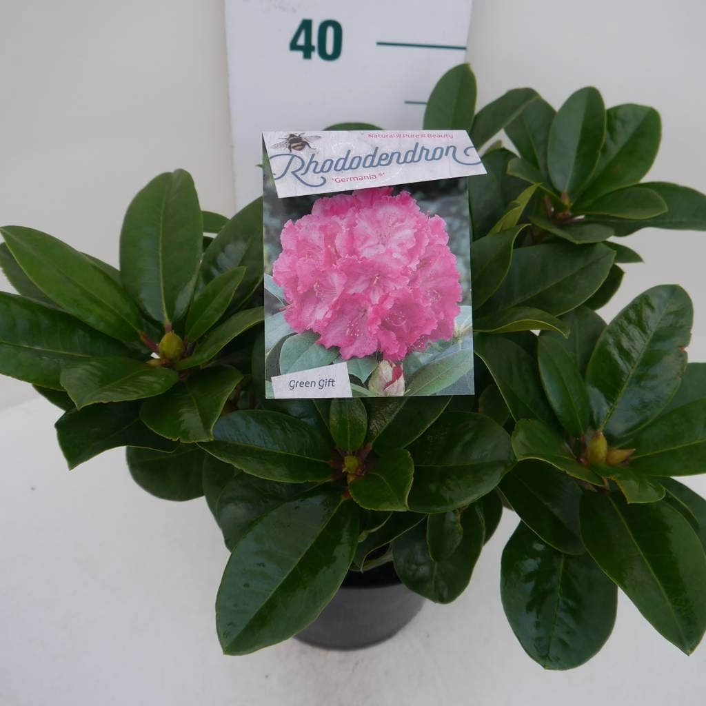 Rhododendron (Rhododendron 'Germania') - Afbeelding 8