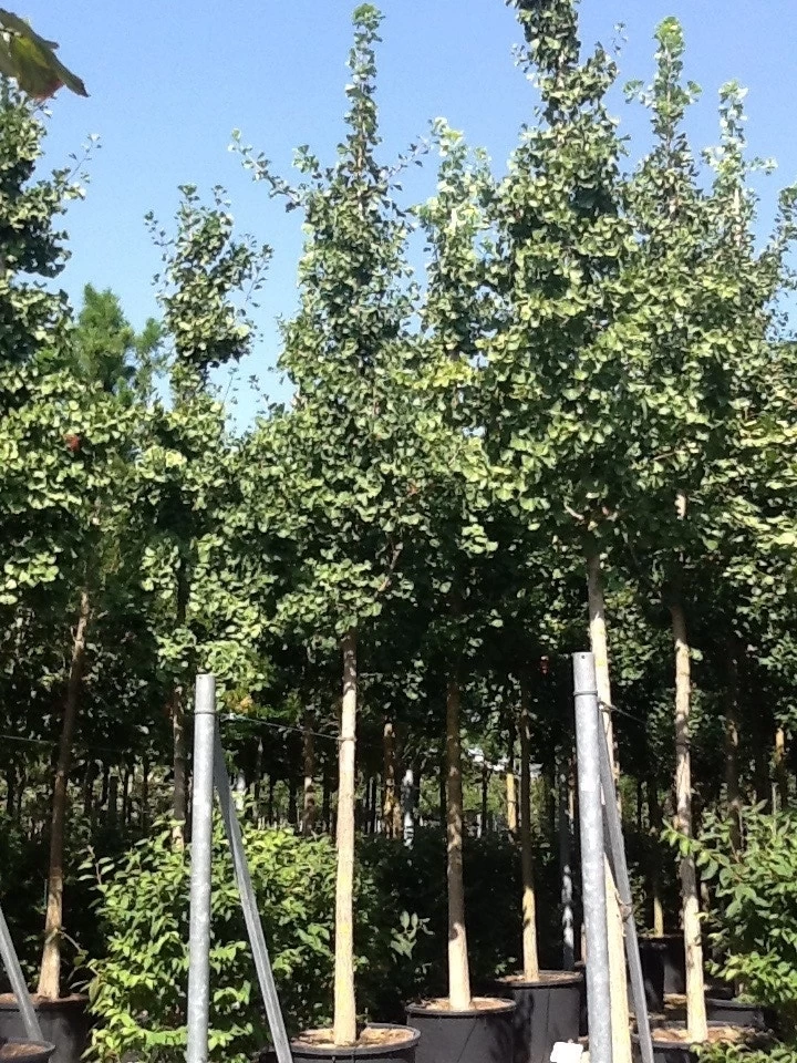 Japanse Notenboom (Ginkgo Biloba) - Afbeelding 17