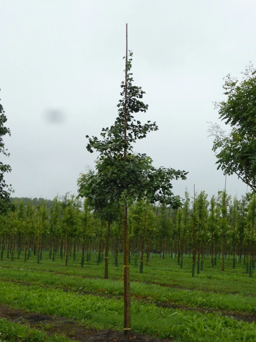 Grote Ginkgo (Ginkgo Biloba) - Afbeelding 2