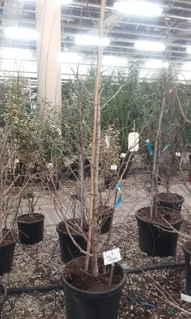 Japanse Notenboom (Ginkgo Biloba) - Afbeelding 16