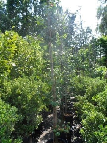 Japanse Notenboom (Ginkgo Biloba) - Afbeelding 9