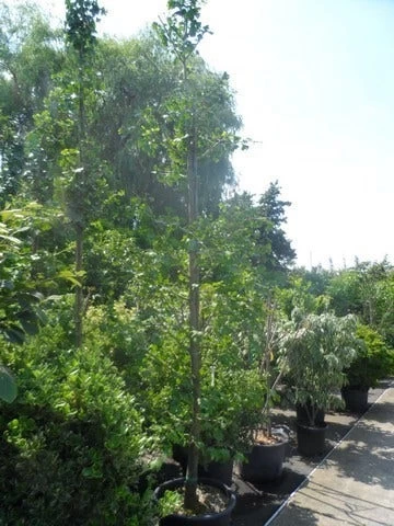 Japanse Notenboom (Ginkgo Biloba) - Afbeelding 10