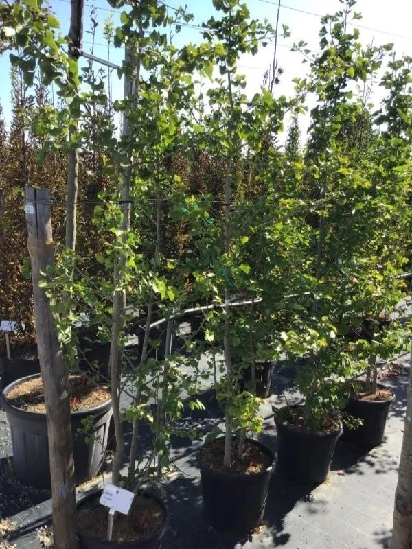 Japanse Notenboom, Meerstammig (Ginkgo Biloba) - Afbeelding 2