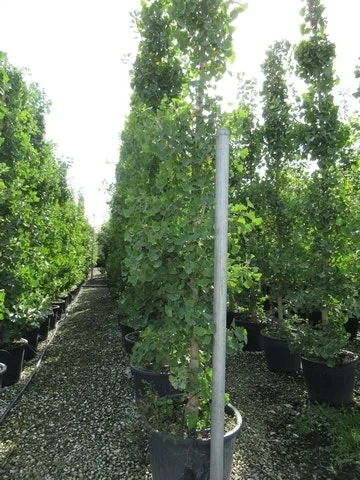 Japanse Notenboom (Ginkgo Biloba) - Afbeelding 18
