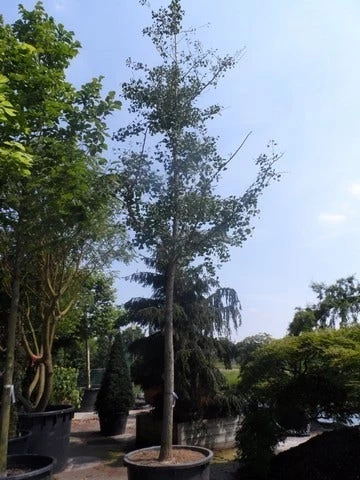 Japanse Notenboom (Ginkgo Biloba) - Afbeelding 13