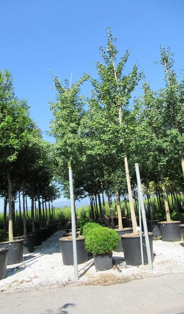 Japanse Notenboom (Ginkgo Biloba) - Afbeelding 19