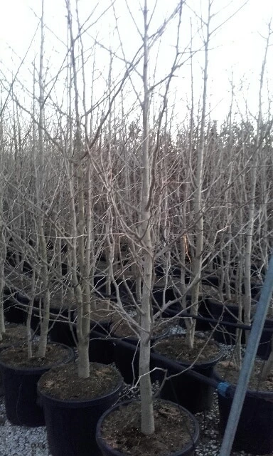 Japanse Notenboom, Meerstammig (Ginkgo Biloba) - Afbeelding 10