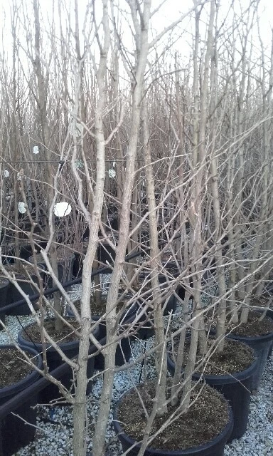 Japanse Notenboom, Meerstammig (Ginkgo Biloba) - Afbeelding 7