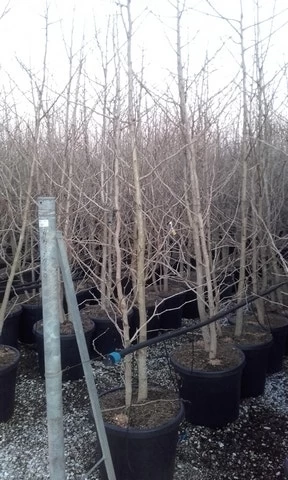 Japanse Notenboom, Meerstammig (Ginkgo Biloba) - Afbeelding 6