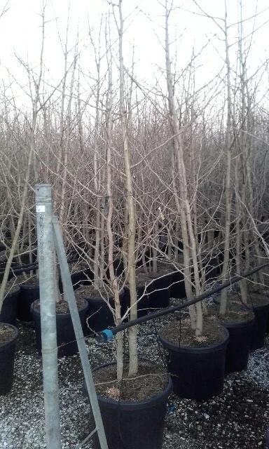 Japanse Notenboom, Meerstammig (Ginkgo Biloba) - Afbeelding 8