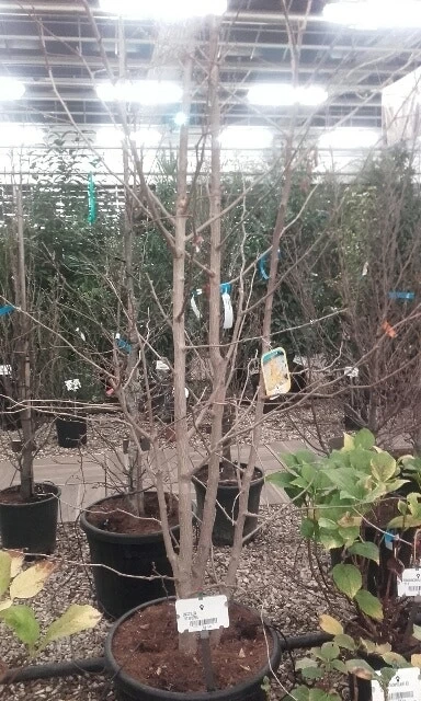 Japanse Notenboom, Meerstammig (Ginkgo Biloba) - Afbeelding 9