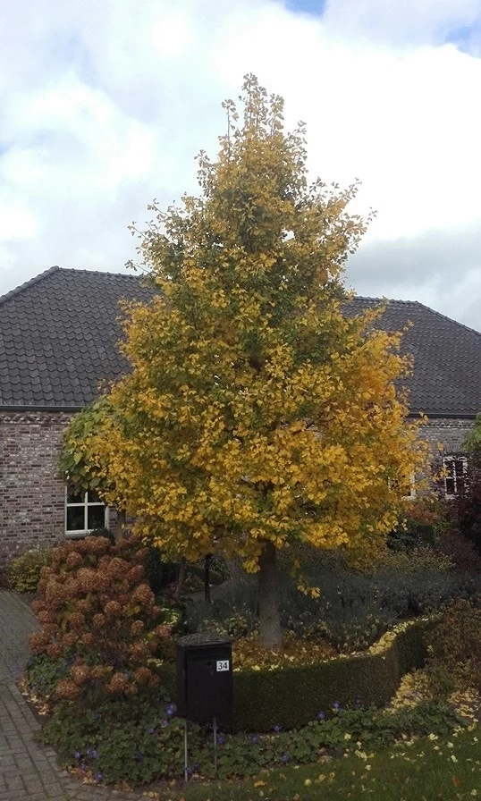 Japanse Notenboom (Ginkgo Biloba) - Afbeelding 2