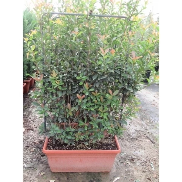 Glansmispel Meeneemhaag (Photinia Fraseri 'Red Robin') - Afbeelding 2
