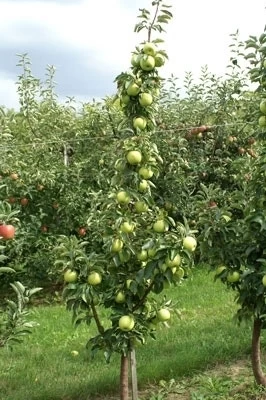Zuilfruit (Malus Domestica 'Goldcats') - Afbeelding 2