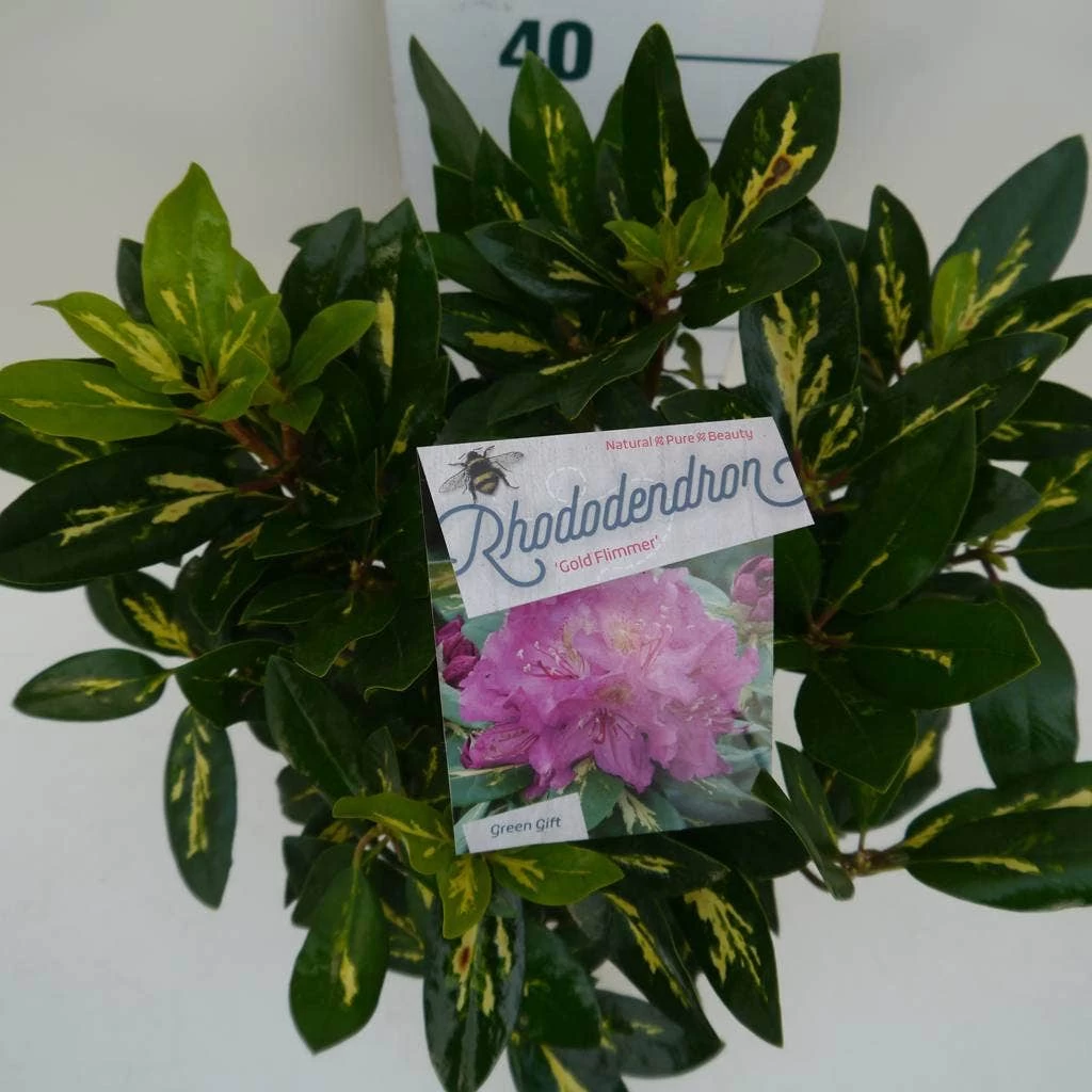 Rhododendron (Rhododendron 'Goldflimmer') - Afbeelding 4
