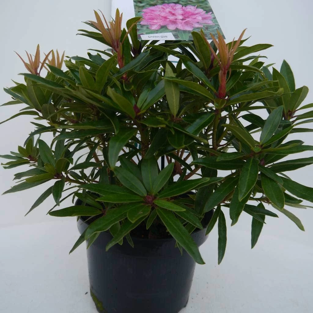 Rhododendron (Rhododendron 'Graziella') - Afbeelding 6