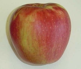 Appelboom (Malus Domestica 'Groninger Kroon') - Afbeelding 3