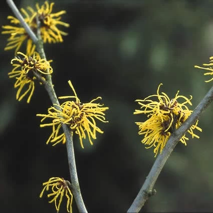 Toverhazelaar (Hamamelis Intermedia 'Westerstede') - Afbeelding 2