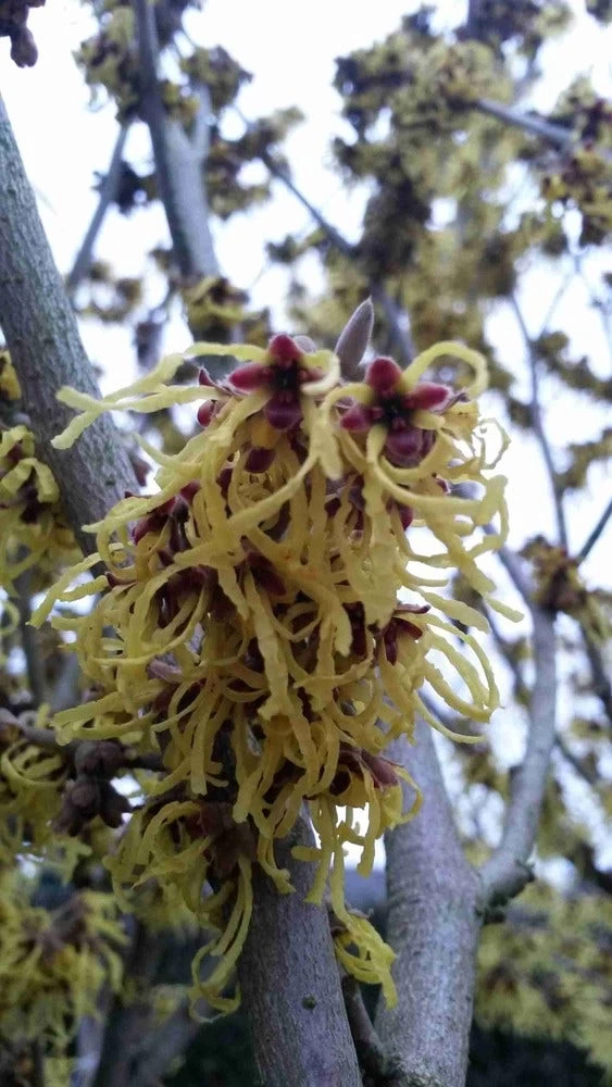 Toverhazelaar (Hamamelis Intermedia 'Arnold Promise') - Afbeelding 6