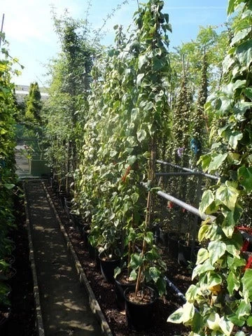 Kaukasische Klimop (Hedera Colchica 'Dentata Variegata') - Afbeelding 6