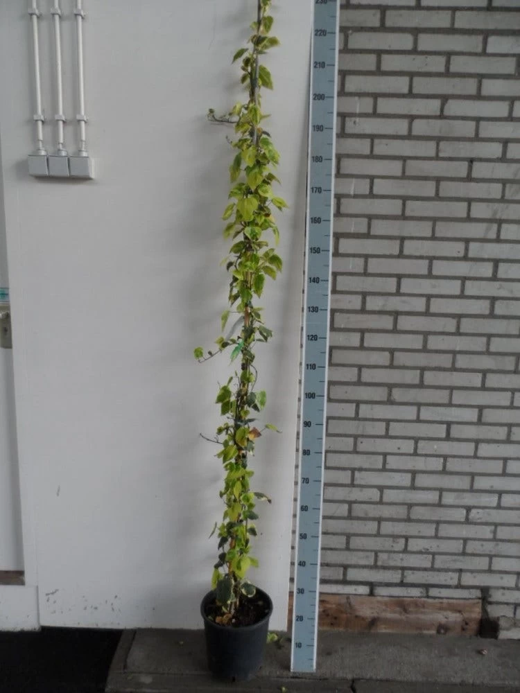 Kaukasische Klimop (Hedera Colchica 'Dentata Variegata') - Afbeelding 5