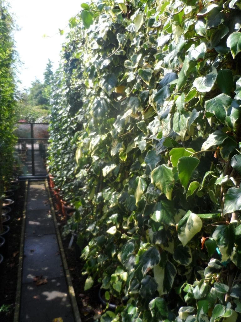 Kaukasische Klimop (Hedera Colchica 'Dentata Variegata') - Afbeelding 4