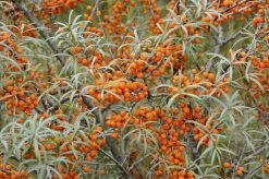 Duindoorn (Hippophae Rhamnoides)