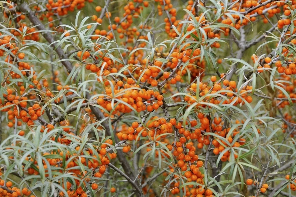 Duindoorn (Hippophae Rhamnoides)