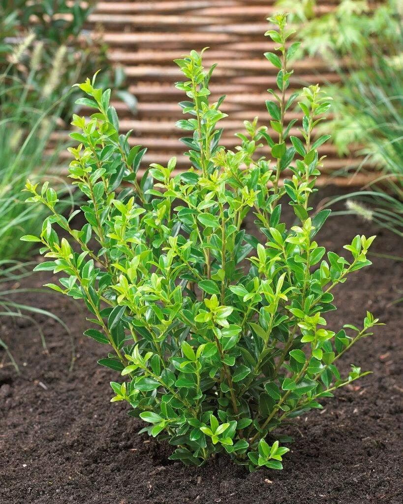 Japanse Hulst (Ilex Maximowicziana 'Kanehirae')