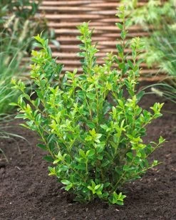 Japanse Hulst (Ilex Maximowicziana 'Kanehirae')