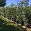 Grote Hulst (Ilex Aquifolium)